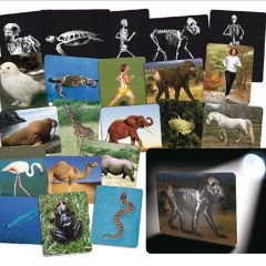 Egzotiniai gyvūnai – rentgeno kortelės