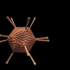 Viruso modelis – ADENOVIRUSAS