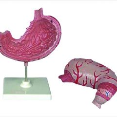 Anatominis modelis – Žmogaus skrandžio modelis
