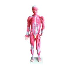 Anatominis modelis – Žmogaus raumenų sistema, 85 cm