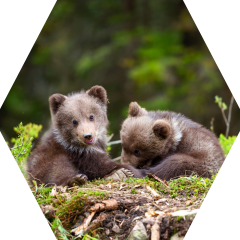 Asmeninės erdvės vieta nusiraminimui –  korių siena: 3 koriai