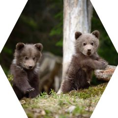 Asmeninės erdvės vieta nusiraminimui –  korių siena: 3 koriai